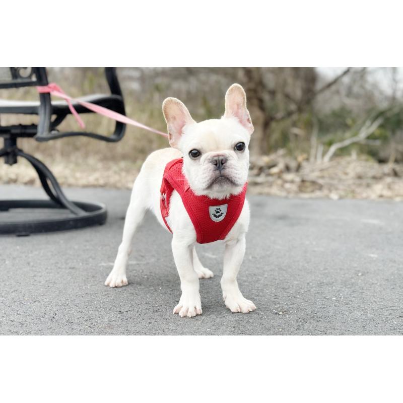 販売中の京都府のフレンチブルドッグ-416400の3枚目