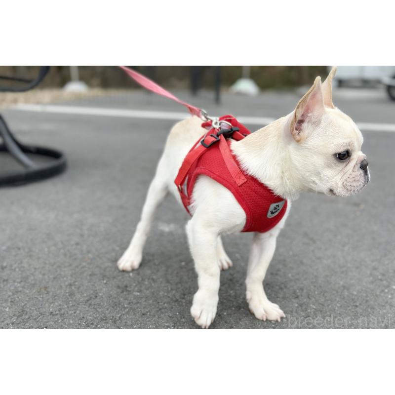 販売中の京都府のフレンチブルドッグ-416400の2枚目