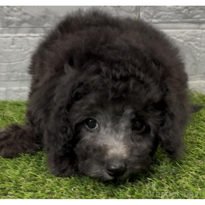 販売中の埼玉県のビションプー:ビションフリーゼ×トイプードル-446652