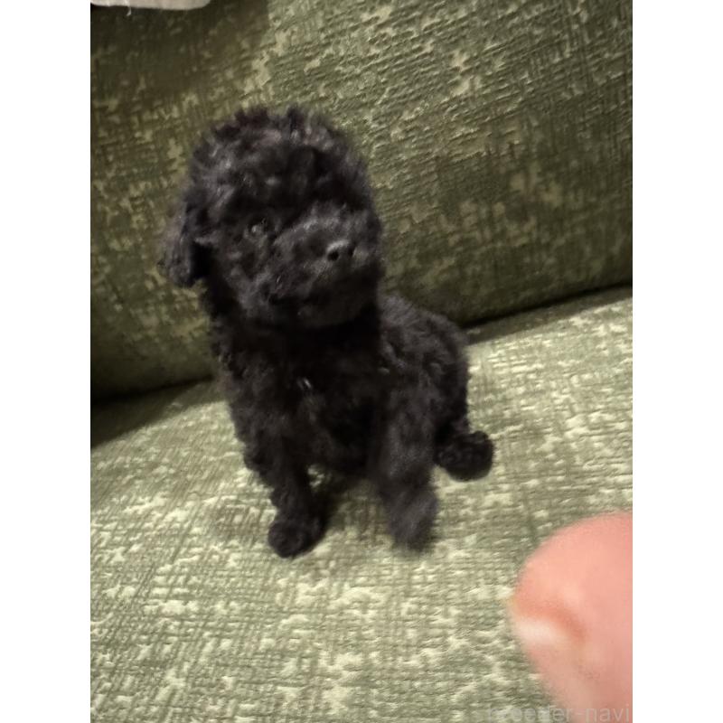 販売中の福岡県のタイニープードル-448923の6枚目