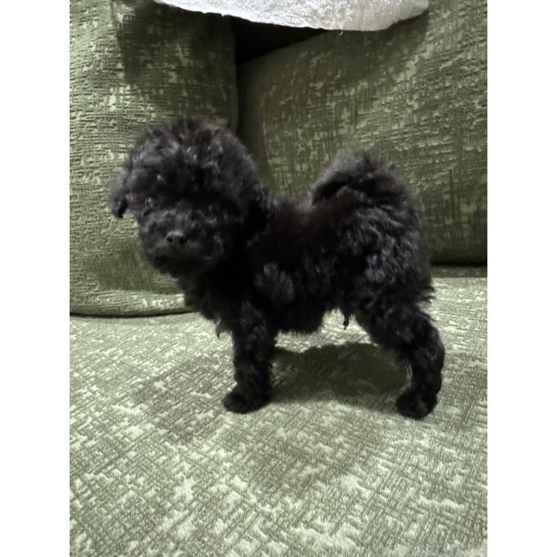 販売中の福岡県のタイニープードル-448923の5枚目