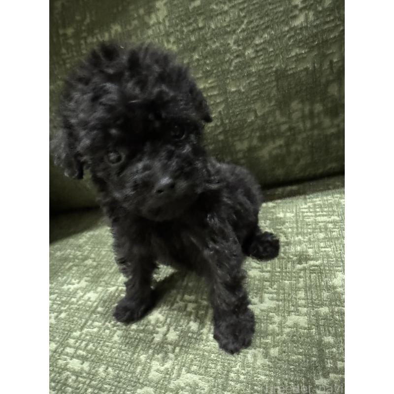 販売中の福岡県のタイニープードル-448923の4枚目