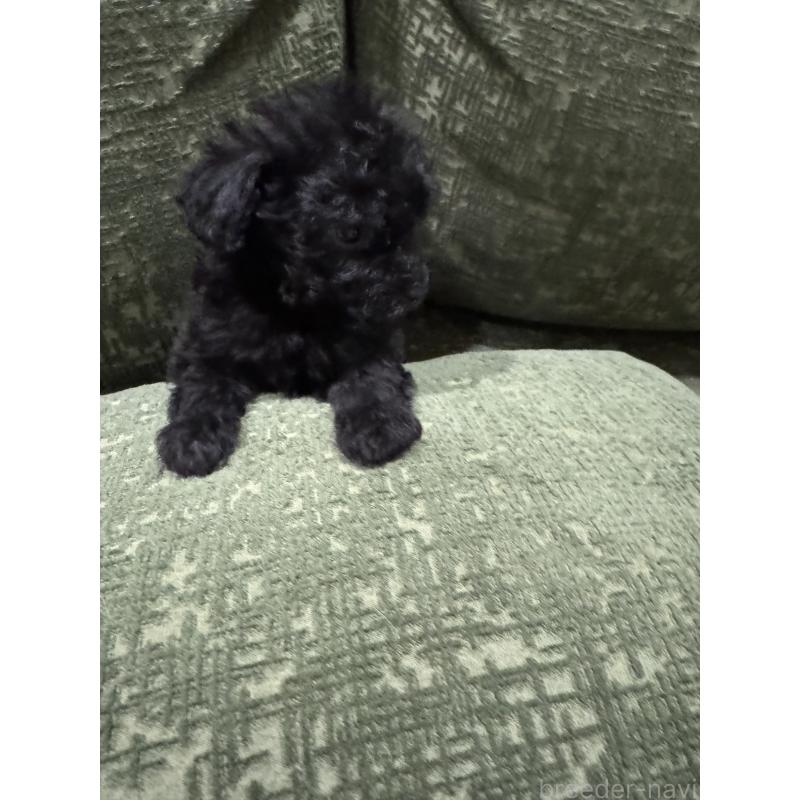 販売中の福岡県のタイニープードル-448923の3枚目