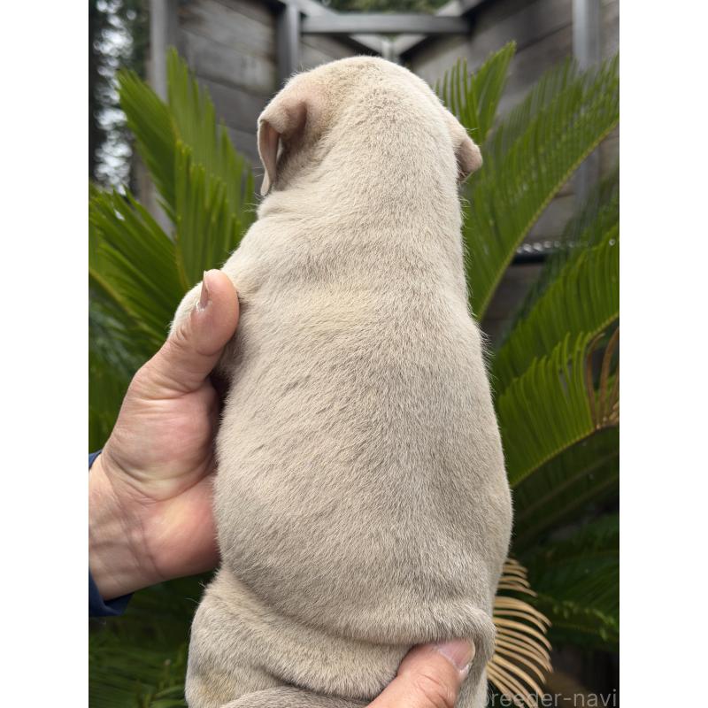 販売中の滋賀県のアメリカンピットブルテリア-448922の2枚目