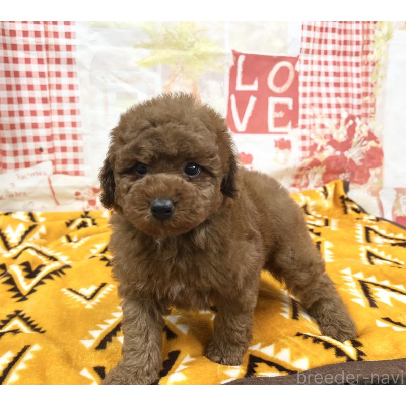 販売中の大阪府のトイプードル-448924の7枚目