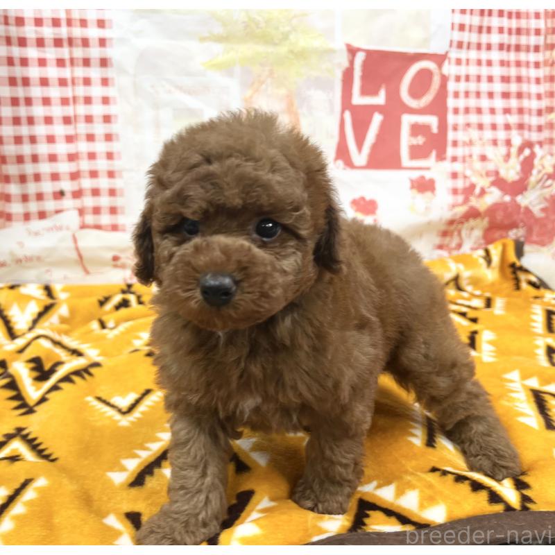 販売中の大阪府のトイプードル-448924の6枚目
