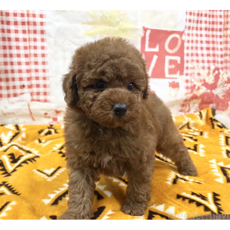 販売中の大阪府のトイプードル-448924の5枚目