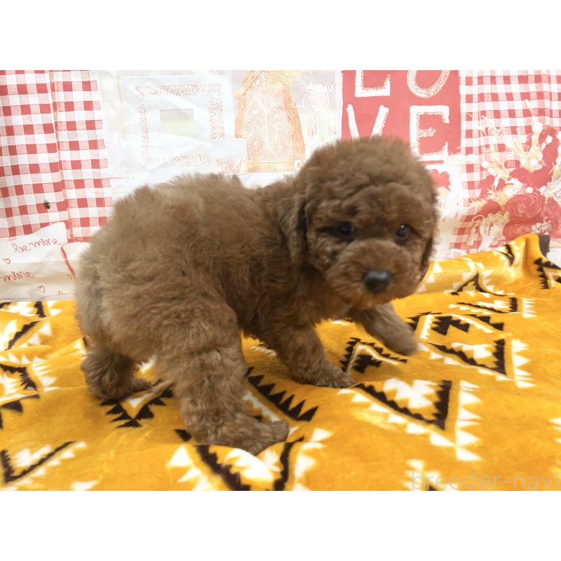 販売中の大阪府のトイプードル-448924の4枚目