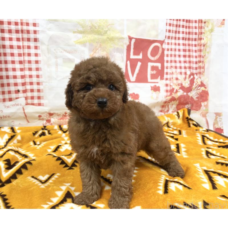 販売中の大阪府のトイプードル-448924の3枚目