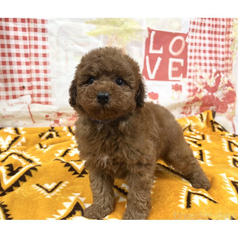 販売中の大阪府のトイプードル-448924の2枚目