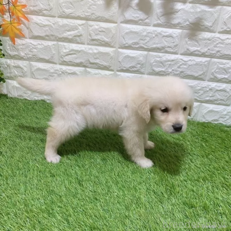 販売中の愛知県のゴールデンレトリーバー-444458の5枚目