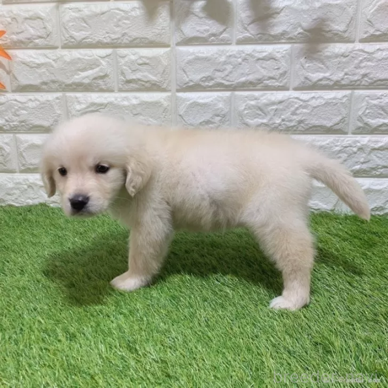 販売中の愛知県のゴールデンレトリーバー-444458の4枚目