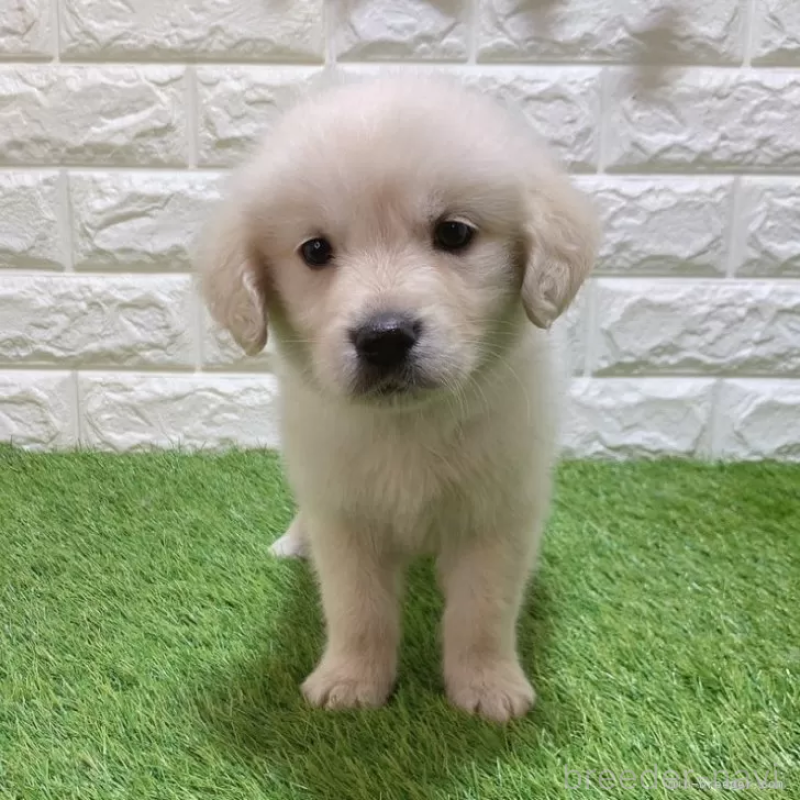 販売中の愛知県のゴールデンレトリーバー-444458の3枚目