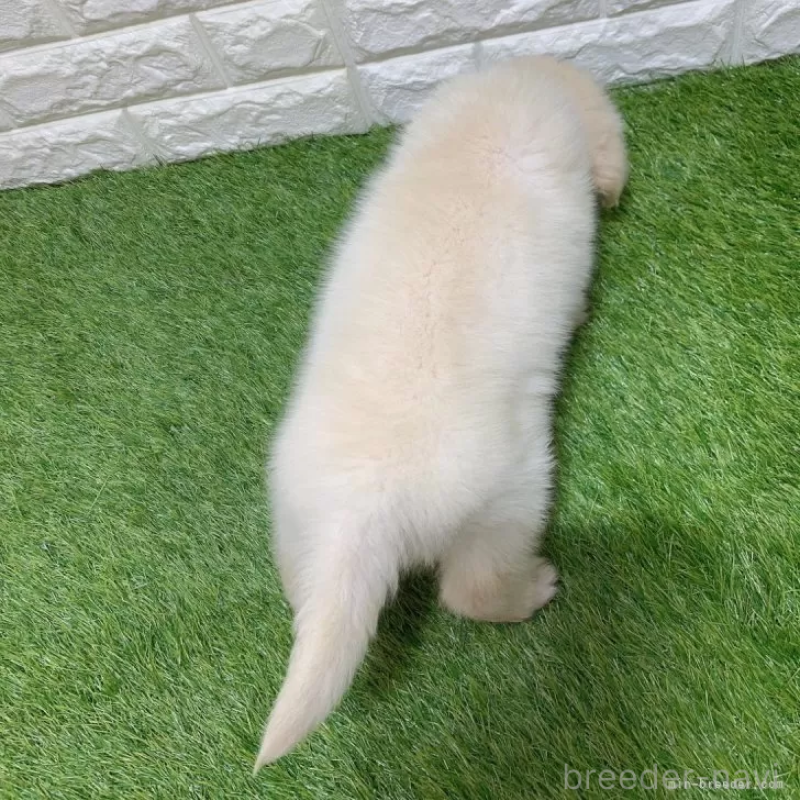 販売中の愛知県のゴールデンレトリーバー-444458の2枚目