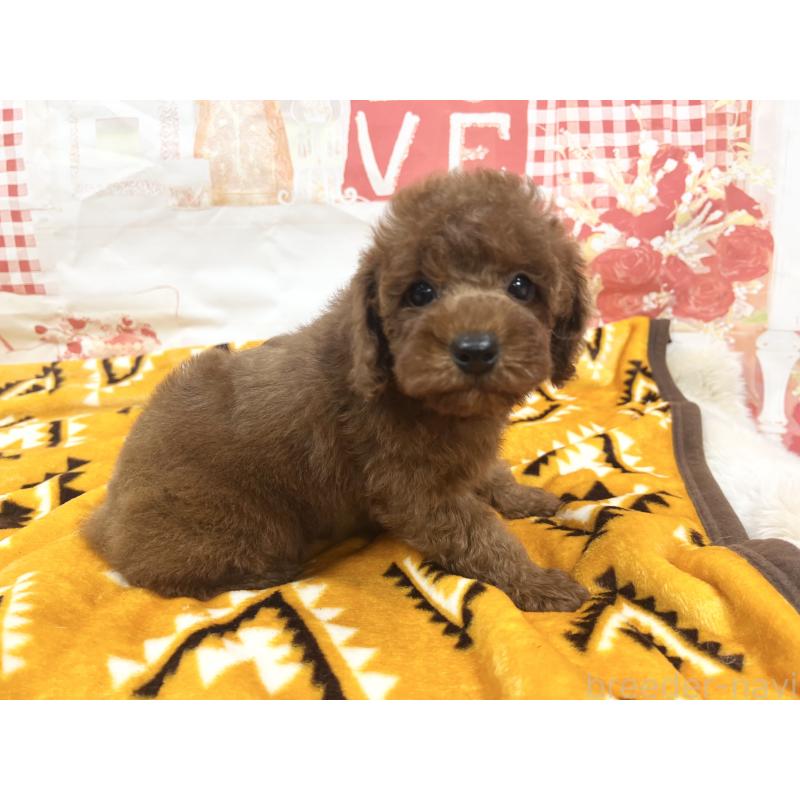 販売中の大阪府のトイプードル-448925の6枚目