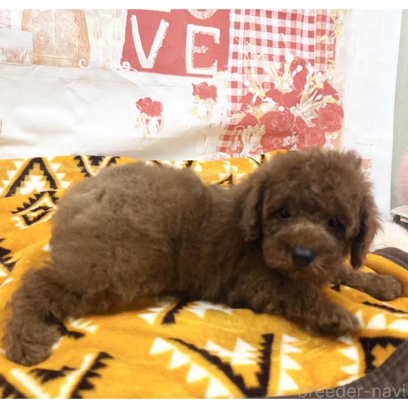 販売中の大阪府のトイプードル-448925の5枚目