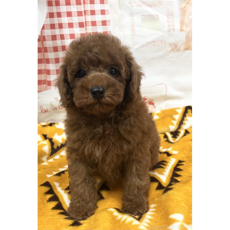 販売中の大阪府のトイプードル-448925の4枚目