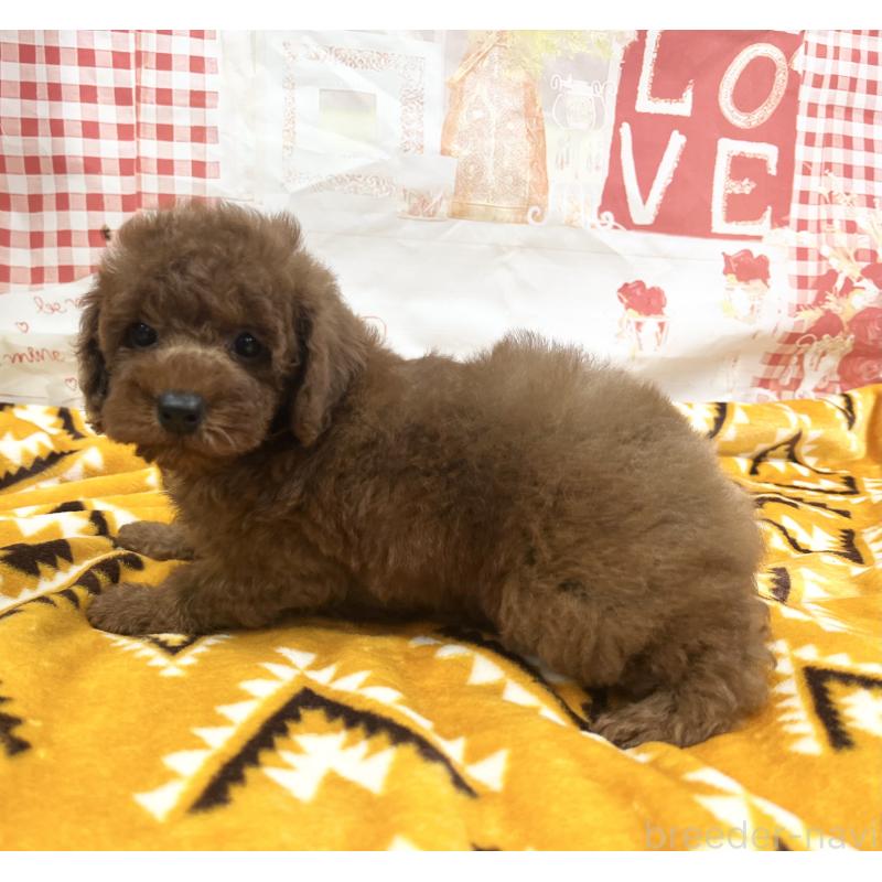 販売中の大阪府のトイプードル-448925の3枚目