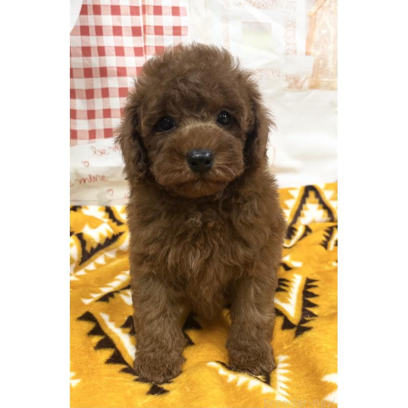 販売中の大阪府のトイプードル-448925の2枚目