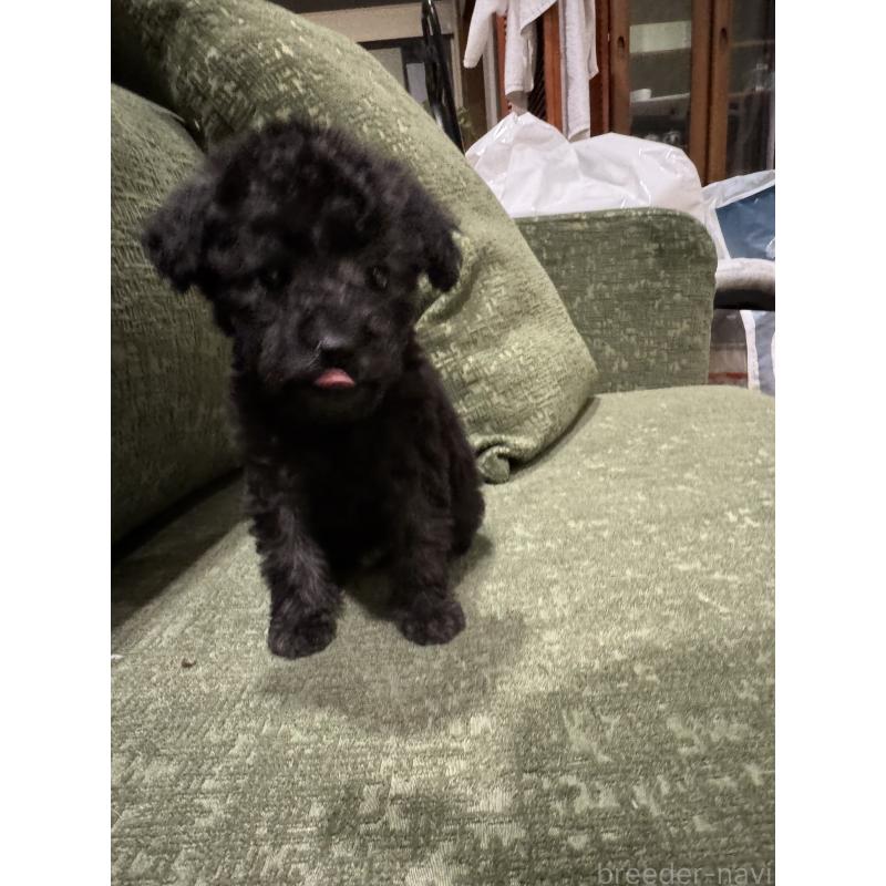 販売中の福岡県のタイニープードル-448931の4枚目