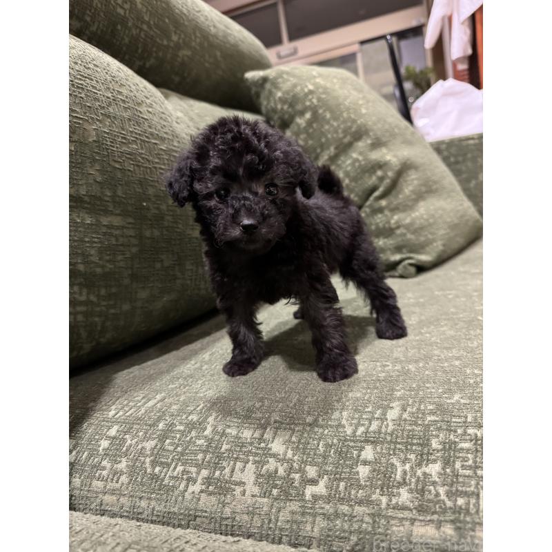 販売中の福岡県のタイニープードル-448931の3枚目