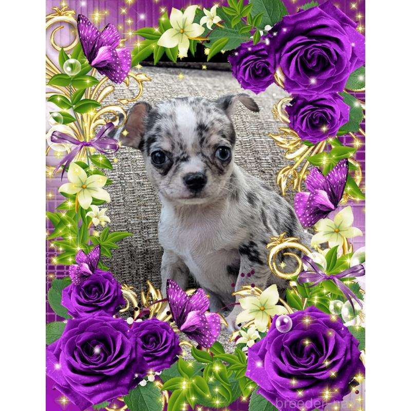 販売中の山口県のチワワ(スムースコート)-448927