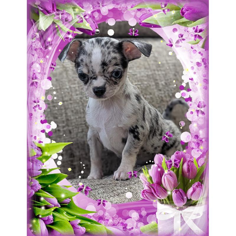 販売中の山口県のチワワ(スムースコート)-448927の6枚目