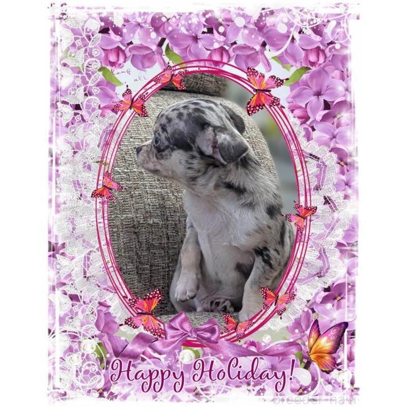 販売中の山口県のチワワ(スムースコート)-448927の5枚目