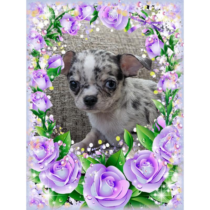 販売中の山口県のチワワ(スムースコート)-448927の4枚目