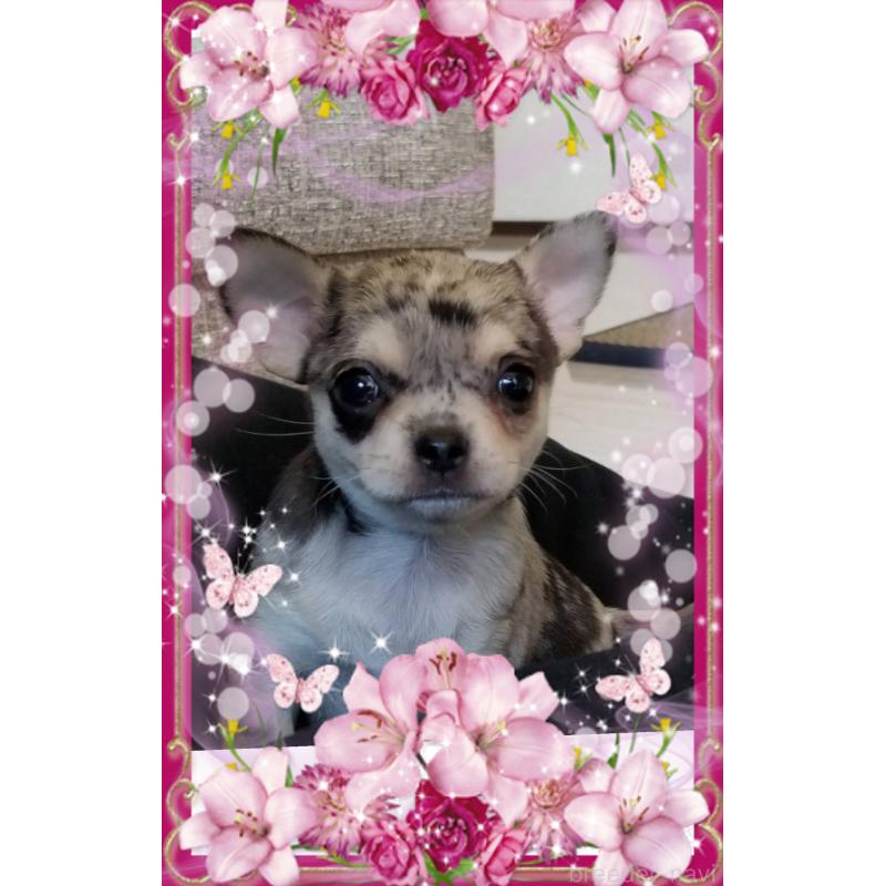 販売中の山口県のチワワ(スムースコート)-448927の2枚目