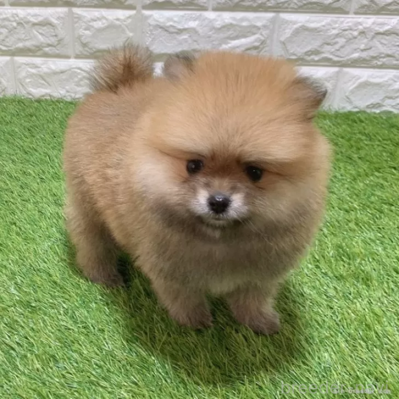 販売中の愛知県のポメラニアン-445400