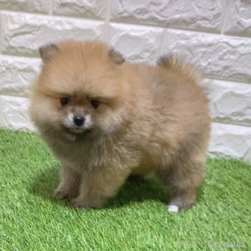 販売中の愛知県のポメラニアン-445400の5枚目