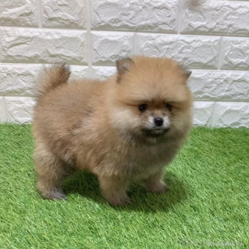 販売中の愛知県のポメラニアン-445400の4枚目