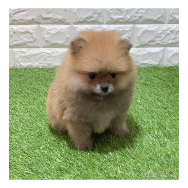 販売中の愛知県のポメラニアン-445400の3枚目