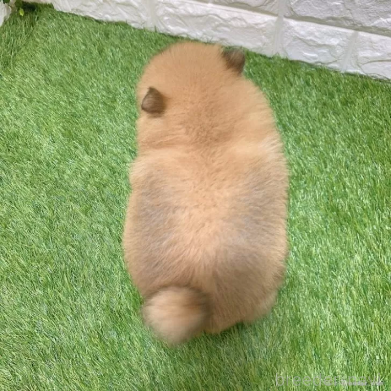 販売中の愛知県のポメラニアン-445400の2枚目