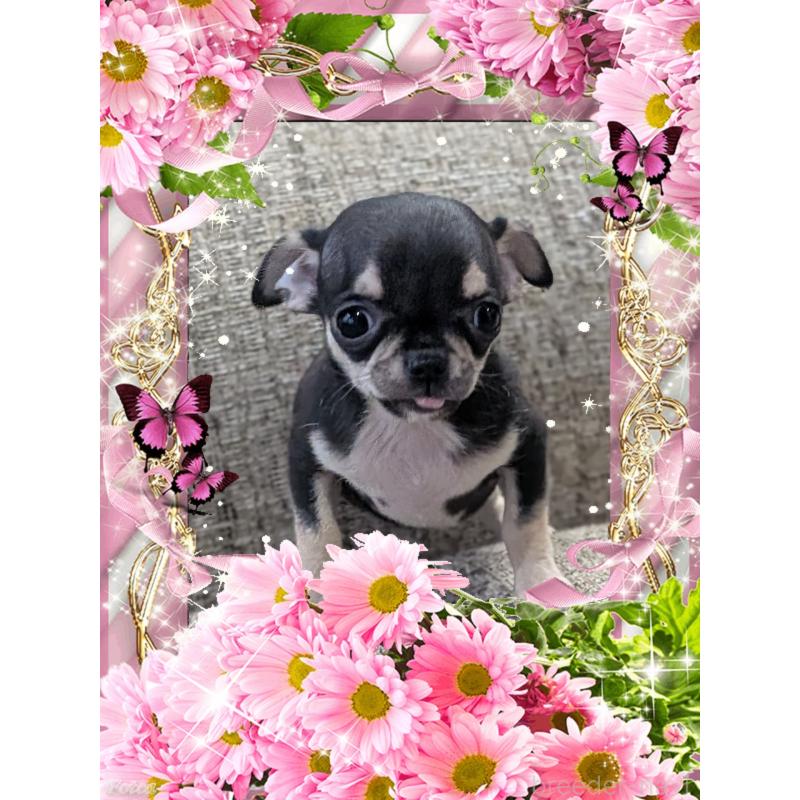 販売中の山口県のチワワ(スムースコート)-448928の6枚目