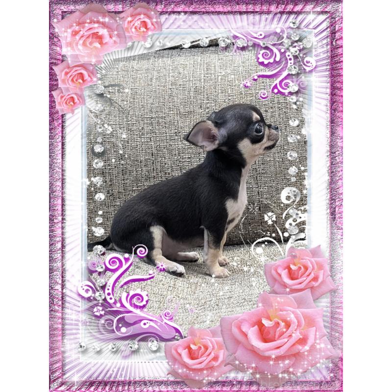 販売中の山口県のチワワ(スムースコート)-448928の3枚目