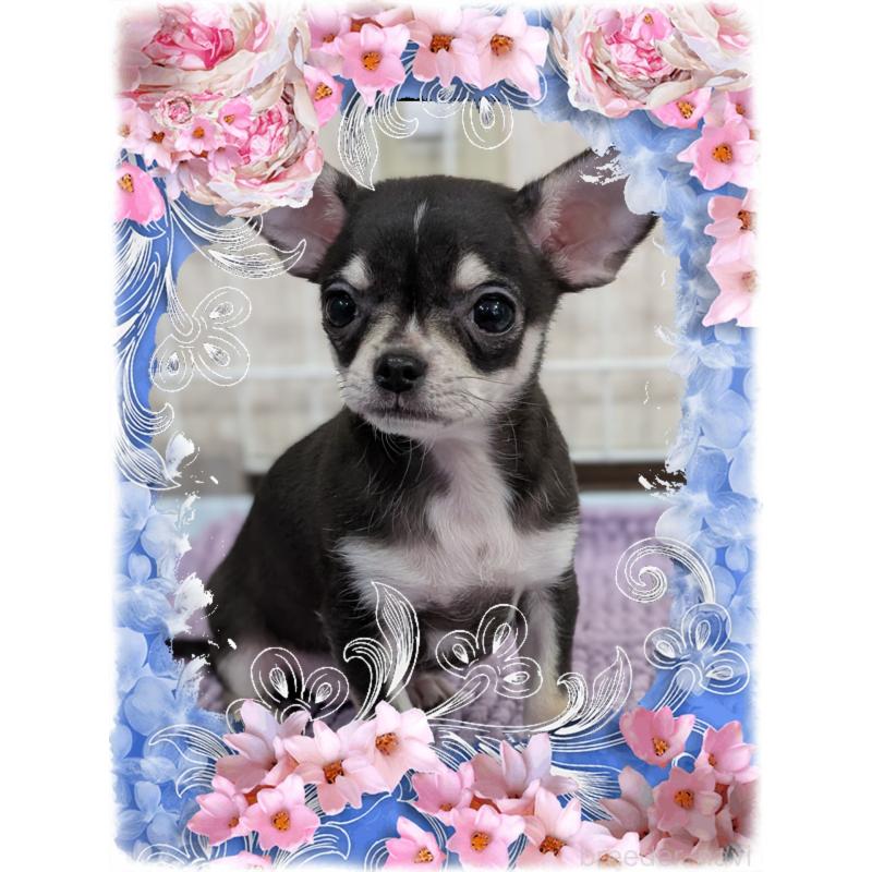 販売中の山口県のチワワ(スムースコート)-448928の2枚目