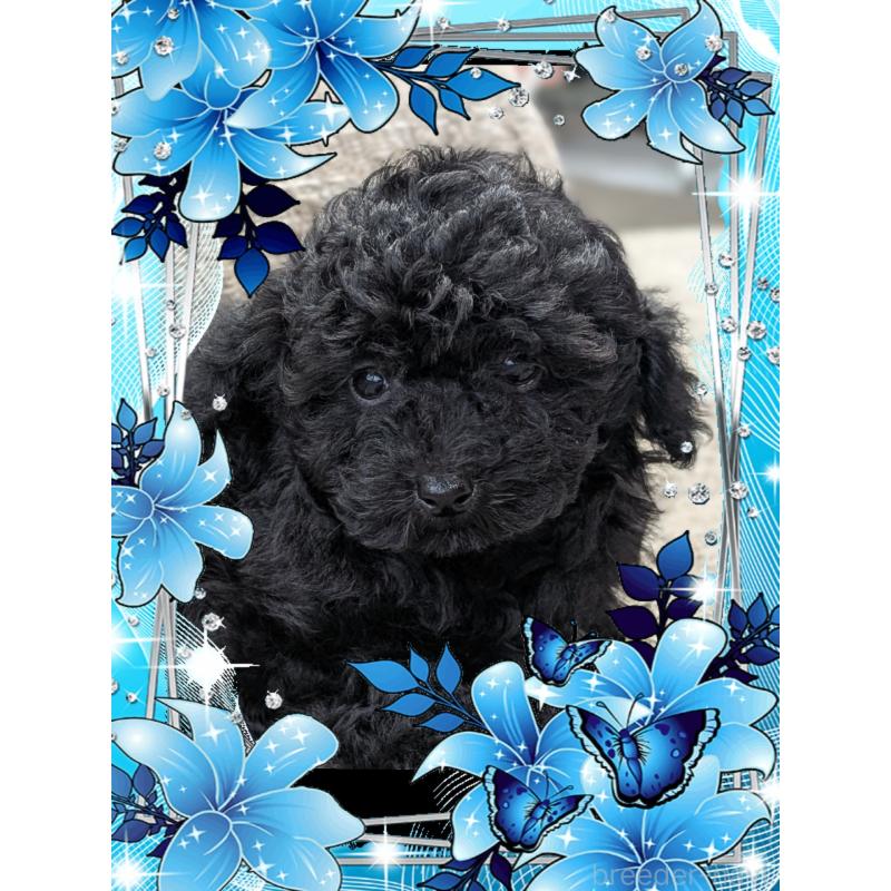 販売中の山口県のタイニープードル-448929の1枚目