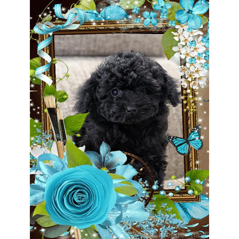 販売中の山口県のタイニープードル-448929の4枚目