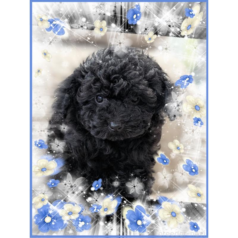 販売中の山口県のタイニープードル-448929の3枚目