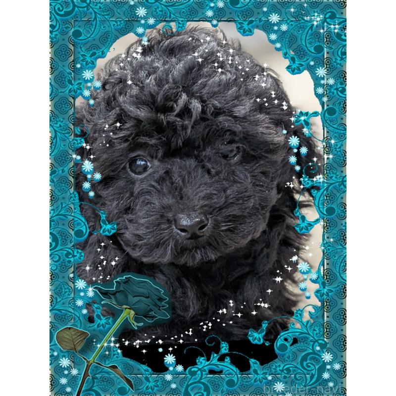 販売中の山口県のタイニープードル-448929の2枚目