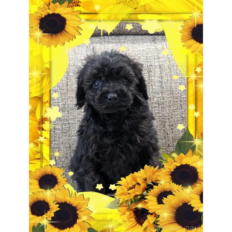 販売中の山口県のトイプードル-448930の1枚目