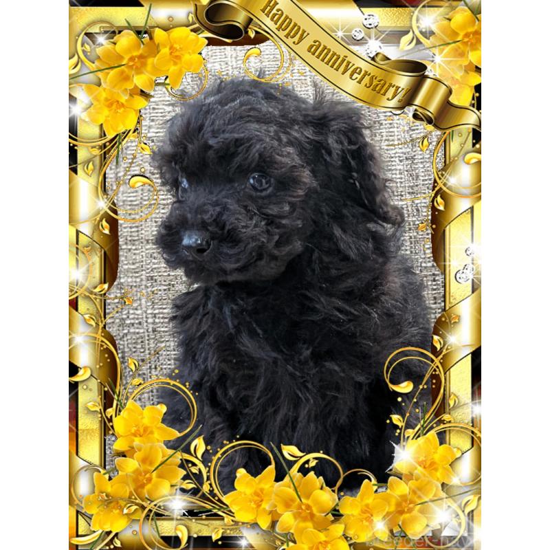 販売中の山口県のトイプードル-448930の4枚目