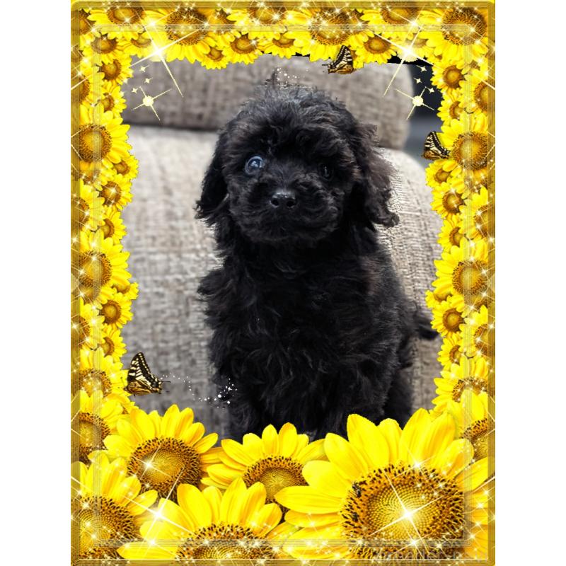 販売中の山口県のトイプードル-448930の3枚目