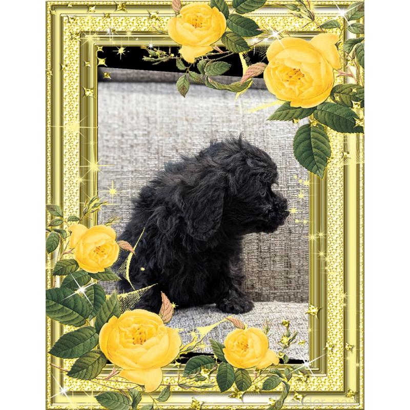 販売中の山口県のトイプードル-448930の2枚目