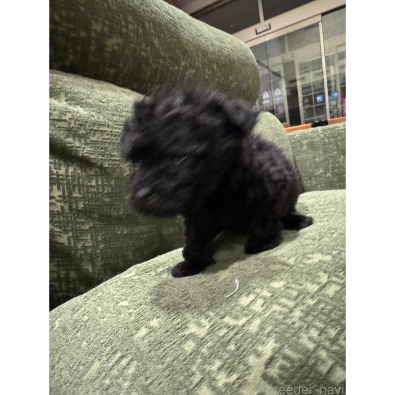 販売中の福岡県のティーカッププードル-448932の5枚目