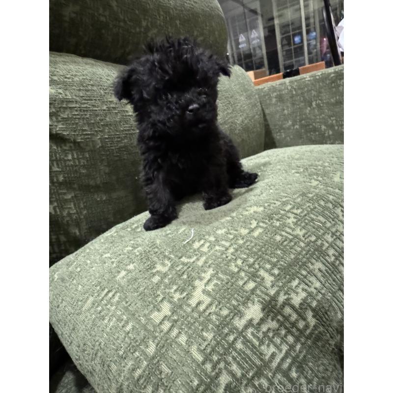 販売中の福岡県のティーカッププードル-448932の3枚目