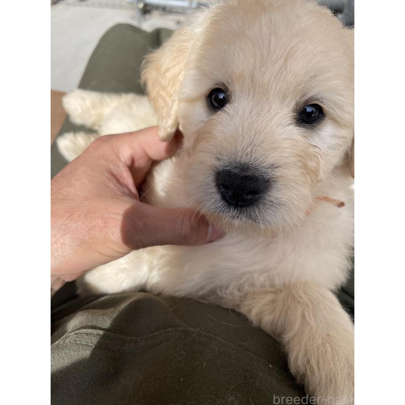 販売中の栃木県のゴールデンドゥードル:ゴールデンレトリーバー×プードル-439384