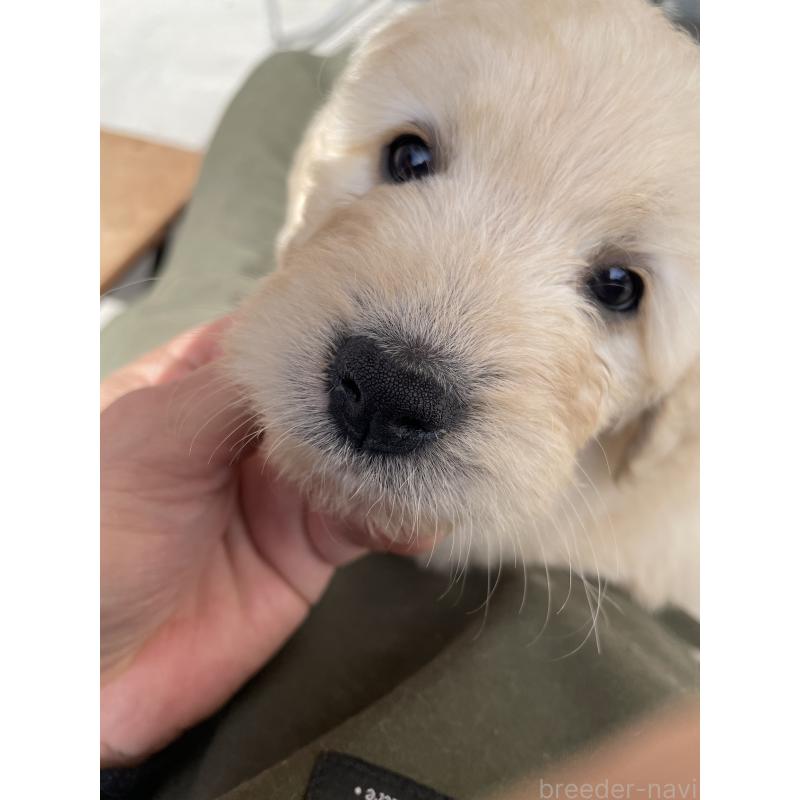 販売中の栃木県のゴールデンドゥードル:ゴールデンレトリーバー×プードル-439379の1枚目